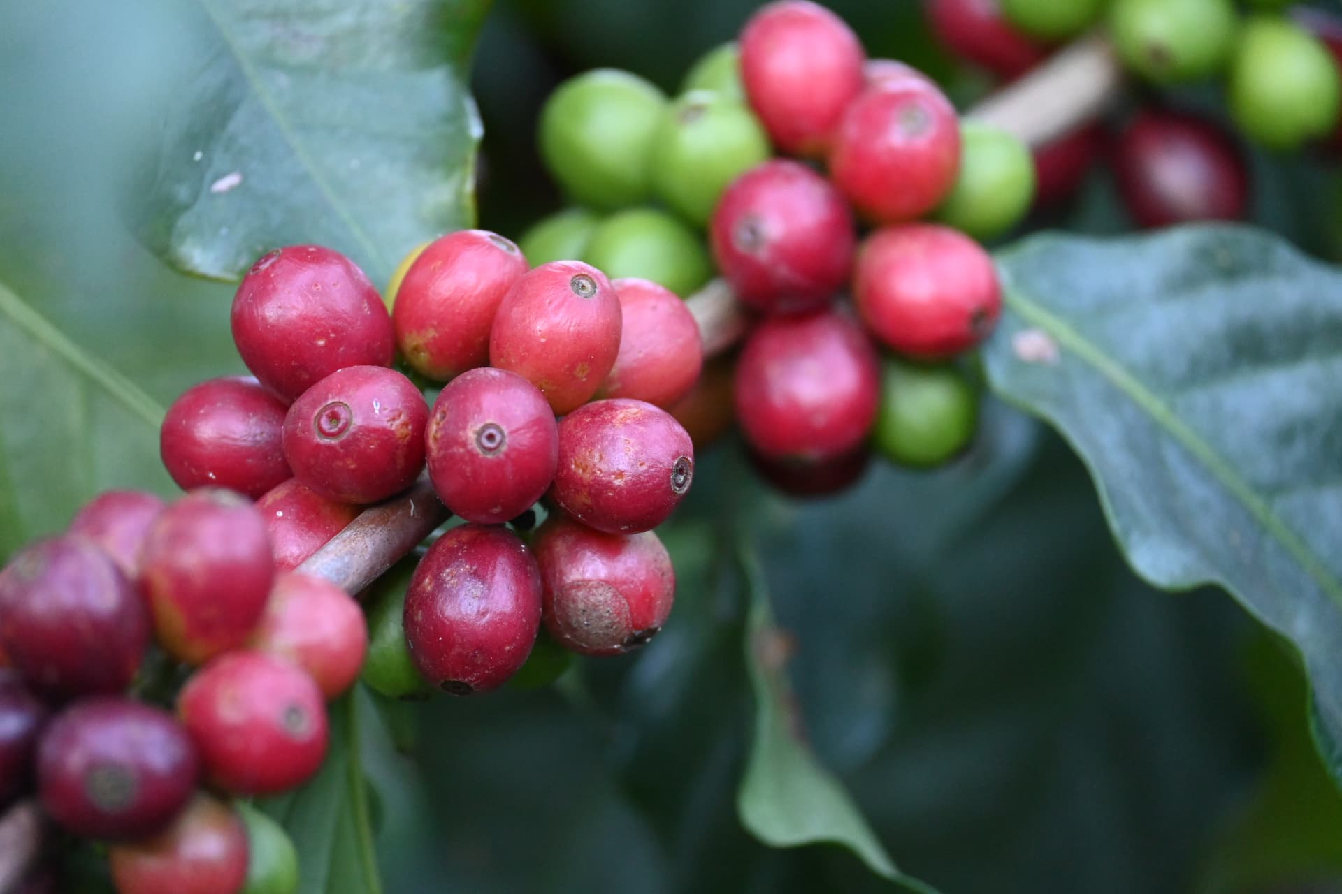 Cerejas de café vermelhas e verdes no pé, entre folhas