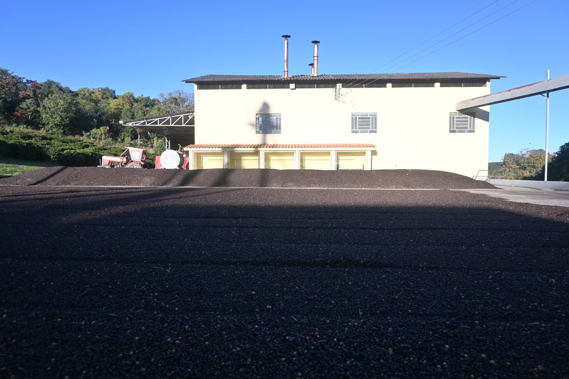Terreiro da fazenda com café espalhado para secagem ao sol