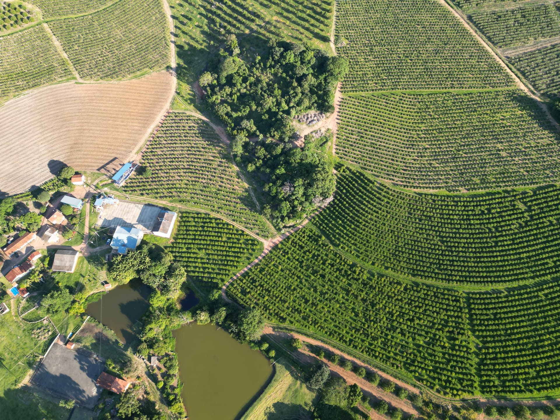 Vista aérea dos talhões de café, mata e represas da fazenda
